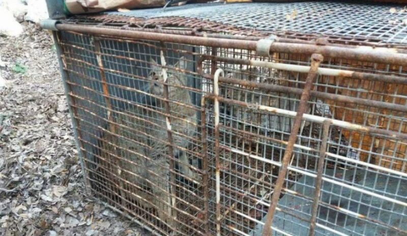 Μεγάλη αγριόγατα που μοιάζει με φουρόγατο πιάστηκε σε παγίδα βοσκού στον Ομαλό