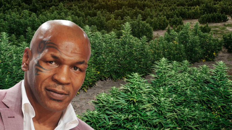 Ο Mike Tyson φτιάχνει τηλεοπτική σειρά για την χασισοφυτεία του, γιατί όλοι χρειάζεται να χαλαρώσουμε λίγο