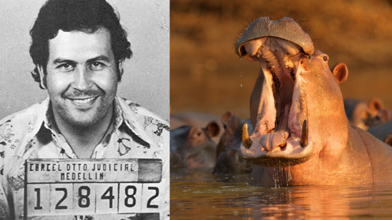 Cocaine Hippos: Επιτέλους, κάποιος φτιάχνει ταινία για τους ιπποπόταμους του Pablo Escobar