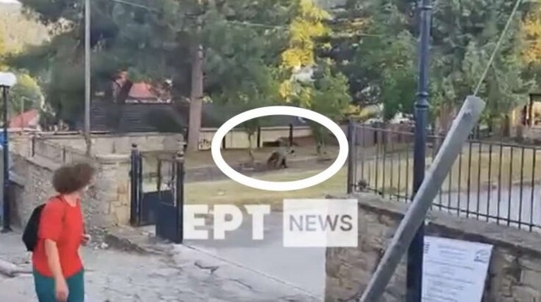 Εξωσχολική αρκούδα άραζε σε προαύλιο σχολείου σε χωριό της Καστοριάς