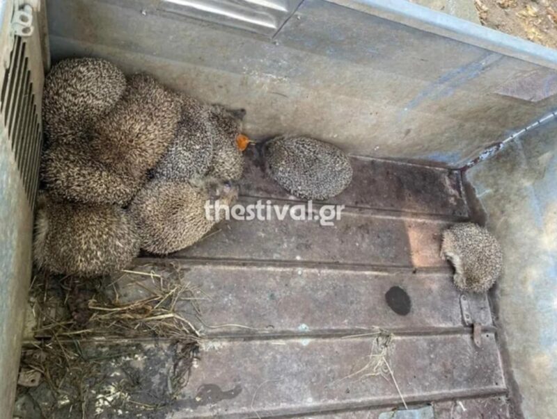 Θεσσαλονίκη: 11 τροφαντοί σκαντζόχοιροι σώθηκαν από το να γίνουν κεμπάπ