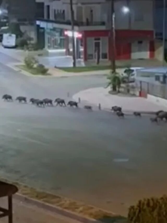 Εντωμεταξύ, διμοιρία αγριογούρουνων έκανε παρέλαση στη Λιβαδειά