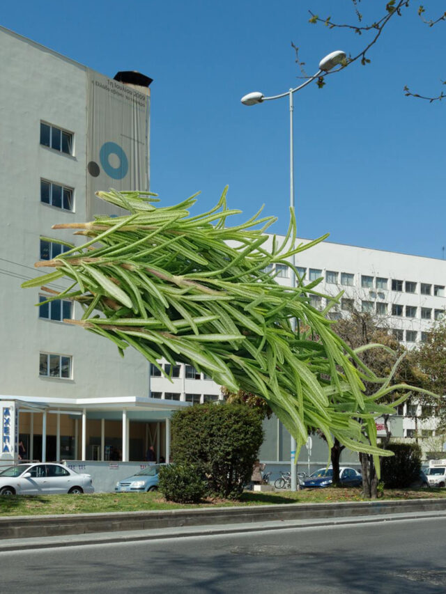 Θεσσαλονίκη: 7 ώρες δέσιμο έφαγε συνταξιούχος για 1 ΚΛΑΡΙ ΔΕΝΤΡΟΛΙΒΑΝΟΥ