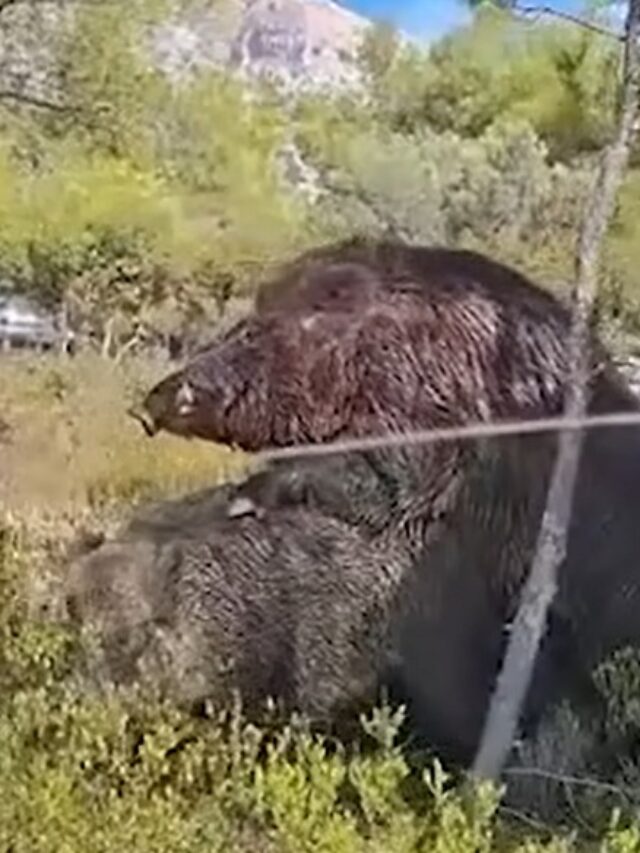 Πάρνηθα: Αγριογούρουνα
επιδειξίες έκαναν δημόσιο σεξ δίπλα στο τελεφερίκ