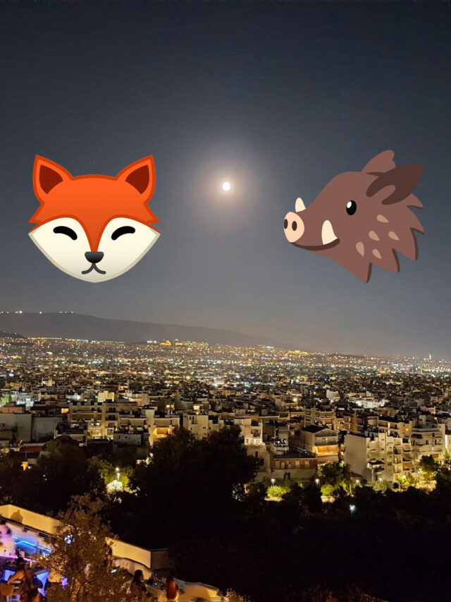 Αλεπού άραζε μαζί με αγριογούρουνο κάπου στην άγρια Πετρούπολη