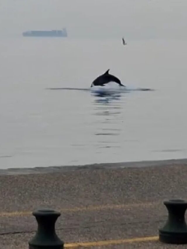 Εντωμεταξύ, φασαίικα δελφίνια έκαναν επίσκεψη
στο λιμάνι της Θεσσαλονίκης