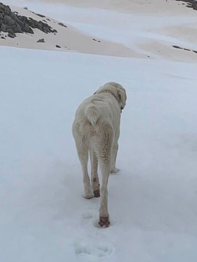 Πίνδος: Ορειβάτες βρήκαν κουτάβι που είχε χαθεί 9 μέρες σε μεγάλο υψόμετρο