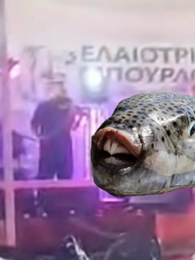 Έχουμε την πρώτη μαντινάδα με λαγοκέφαλο (και δεν ήρθε από Κρήτη)