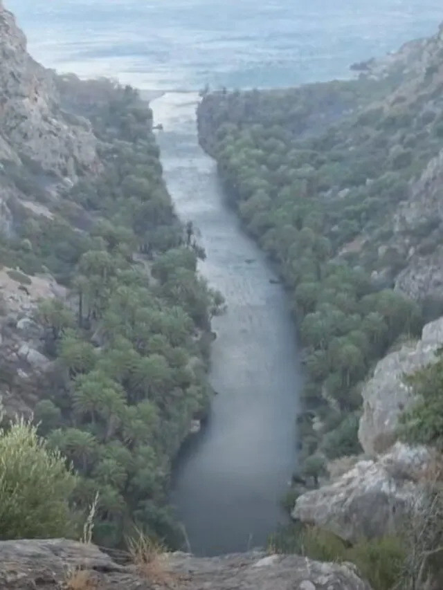 Το φοινικόδασος της Πρέβελης ΔΕΝ κάηκε σχεδόν όλο, νέα βίντεο δείχνουν