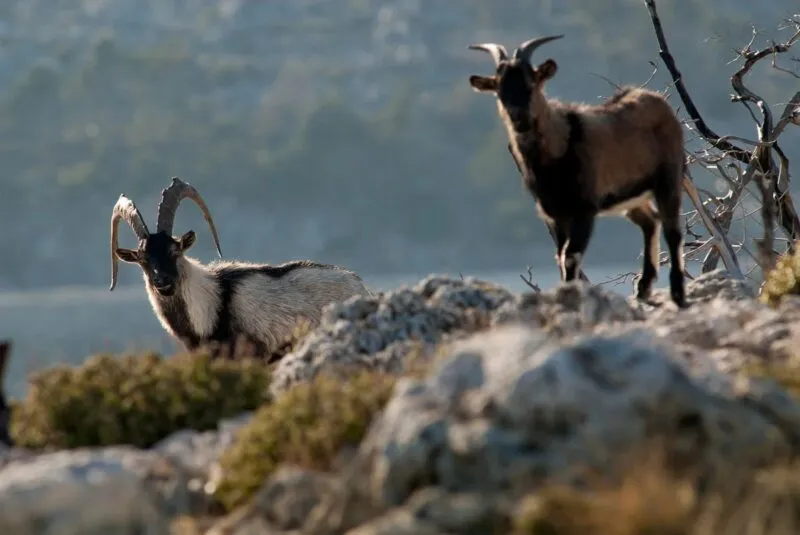 Καταγγελιάρα ότι κάποιοι έκαναν BBQ με Κρι Κρι ΜΕΣΑ στο Φαράγγι της Σαμαριάς