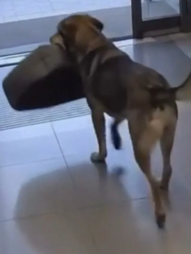 Σκύλαρχος μπαίνει σε pet shop, βουτάει κρεβατάκι, φεύγει σαν κύριος